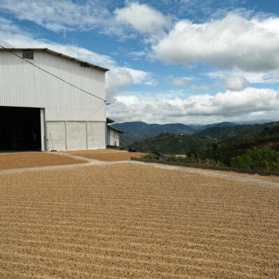 cafeimportsaltosanjuan2020vp-30 Kaffee trocknet auf einem Trocknungshof in Costa Rica