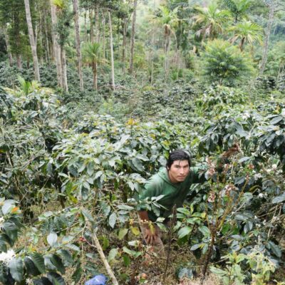 hacofco_peru_pichanaki_geisha(1)_25% Der Sohn des Kaffeefarmers steht in der Kaffeeplantage in Peru