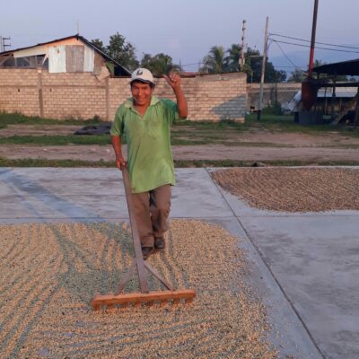 hacofco_peru_pichanaki_geisha(4)_cropped Ein peruanischer Arbeiter wendet den Kaffee auf dem Trocknungshof