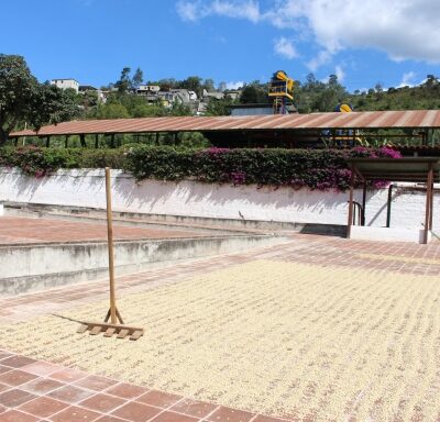 Guatamala_quelle_Gollücke & Rothfos Volcafe (1) Kaffee trocknet auf dem Hof einer Kaffeefarm in Guatemala