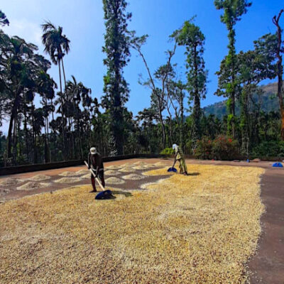 India_quelle_Gollücke & Rothfos Volcafe (3) Kaffee wird auf dem Trocknungshof gewendet