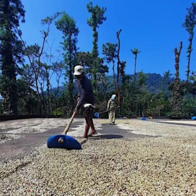 India_quelle_Gollücke & Rothfos Volcafe (4) Kaffee wird auf dem Trocknungshof gewendet