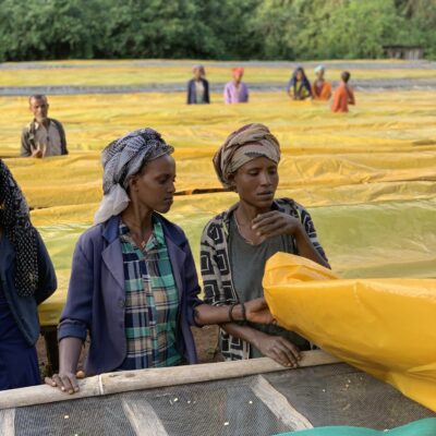 e_mi_ha_ethiopia_konga_touton (4) Frauen decken Kaffee auf Raised Beds ab