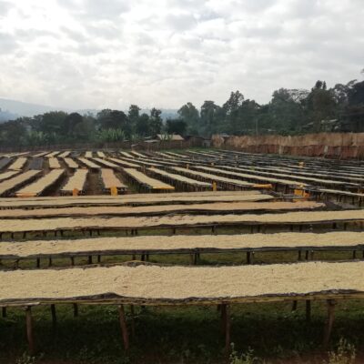 e_mi_ha_ethiopia_konga_touton (5) Kaffee trocknet auf Raised Beds in Äthiopien