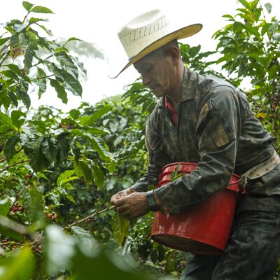 e_mi_ha_honduras_cafescor (3) Ein Pflücker erntet Kaffee in Honduras