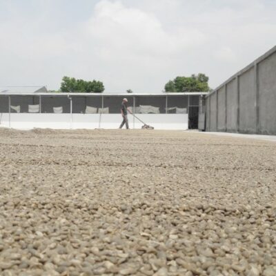 e_mi_ha_indonesia_IAC (2) Kaffee wird auf einem Trocknungshof in Indonesien gewendet