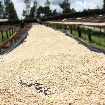 e_mi_ha_kenya_na (1) Kaffeebohnen trocknen auf Raised Beds in Kenia
