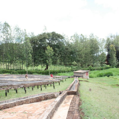 e_mi_ha_kenya_na (2) Kaffee trocknet auf Raised Beds in Kenia
