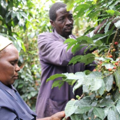 e_mi_ha_kenya_na (3) Zwei Pflücker*innen ernten Kaffee in Kenia