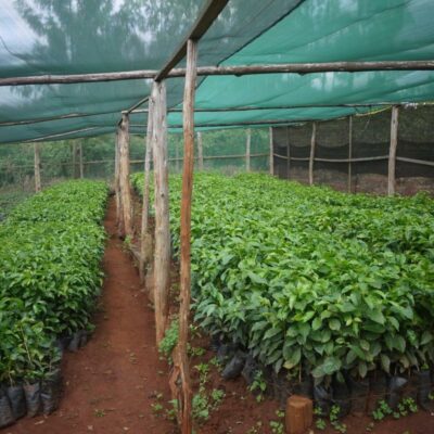 e_mi_ha_kenya_na (4) Kleine Kaffeepflanzen zur Nachzucht in Kenia